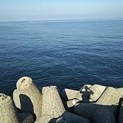 ツバス大きくなってます。